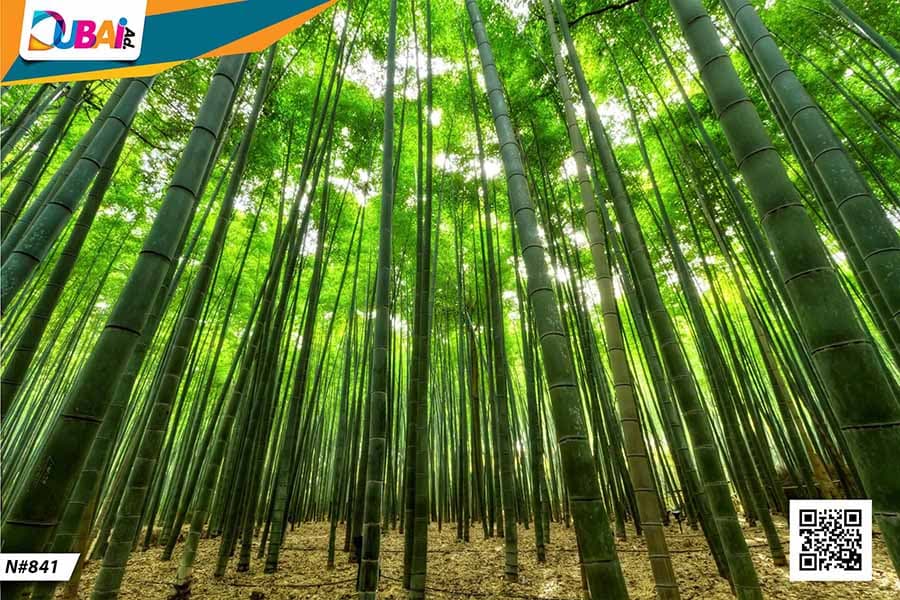 Nature wallpaper design WP-NAT-014 by DubaiAd.